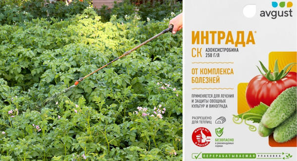 5 опасных периодов для картофеля: что ему угрожает и как уберечь посадки