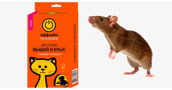 Борьба с крысами в частном доме: экстренные меры и безопасные способы