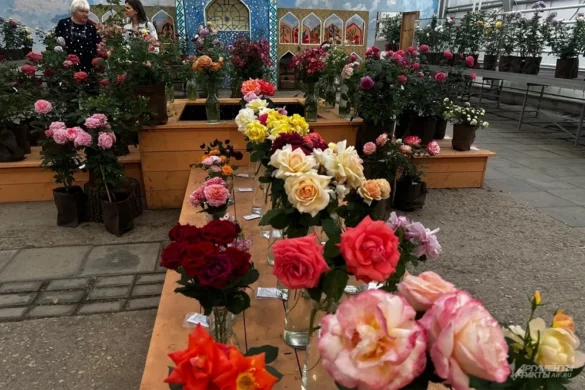 Цветут и не мерзнут. Какие розы выбрать для дачи в Подмосковье