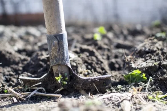 Агроном Терентьев назвал причины бегства дождевых червей с огорода
